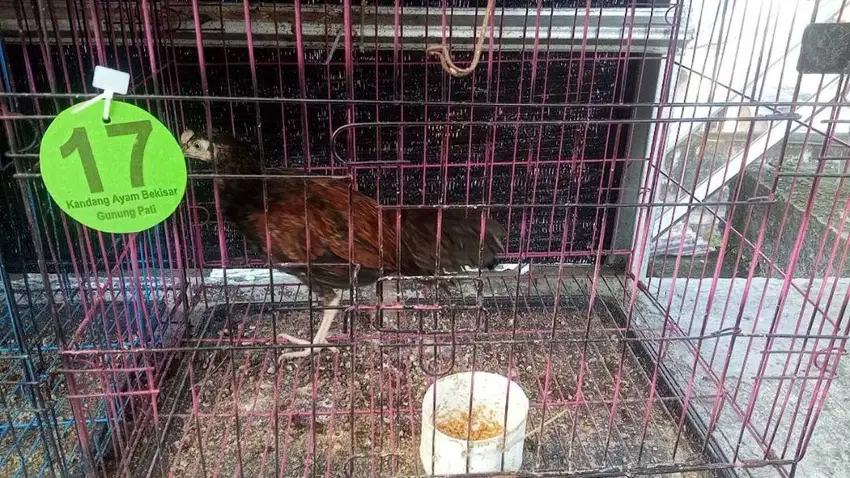 Ayam Bekisar muda
