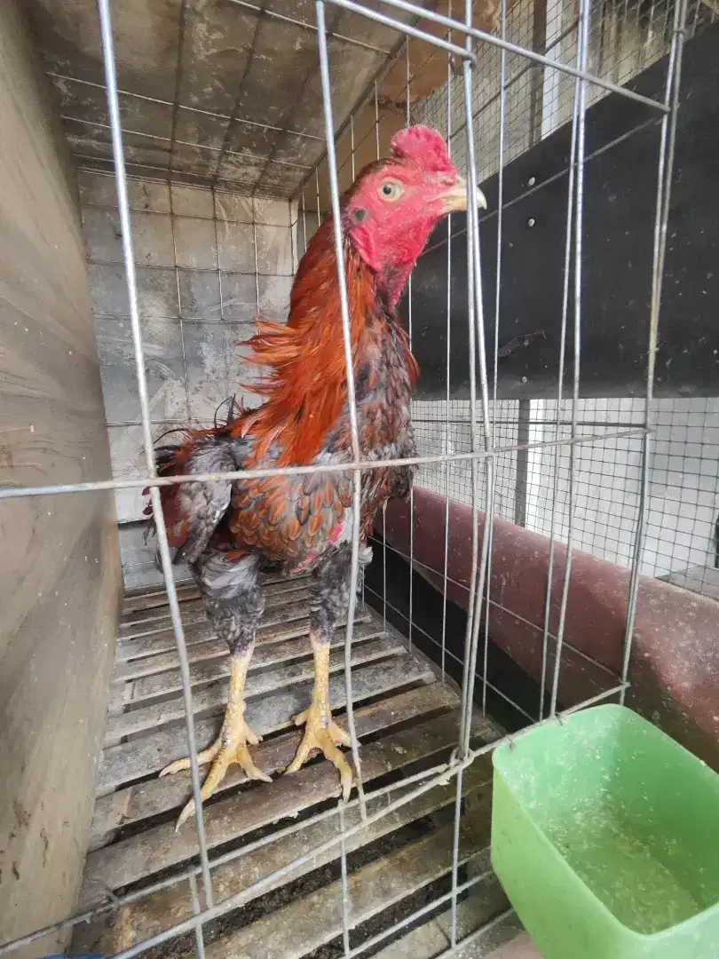 Ayam jago bangkok istimewa