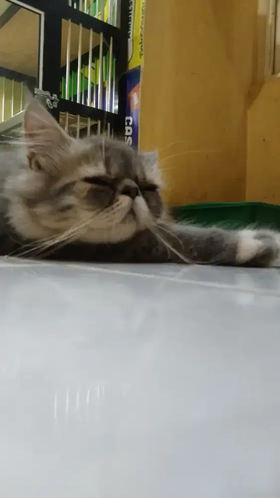 Kucing Persia Peaknose Abu Jantan