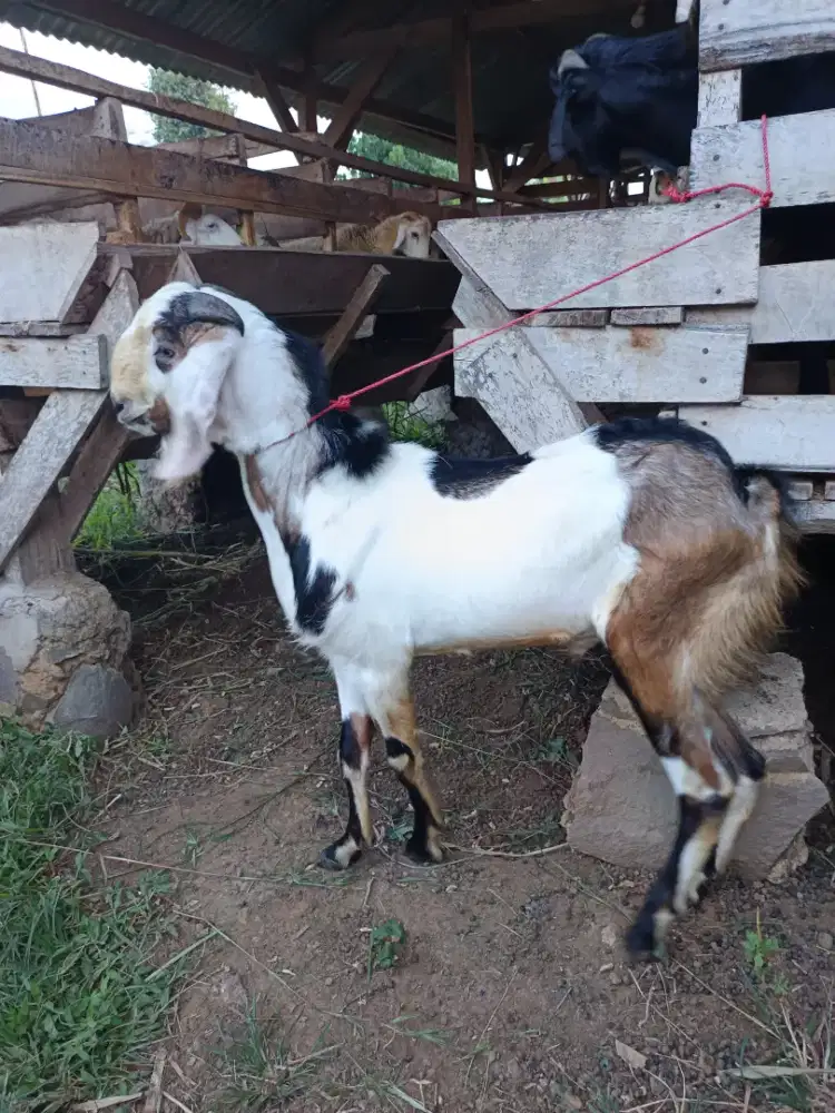 kambing kurban gagah