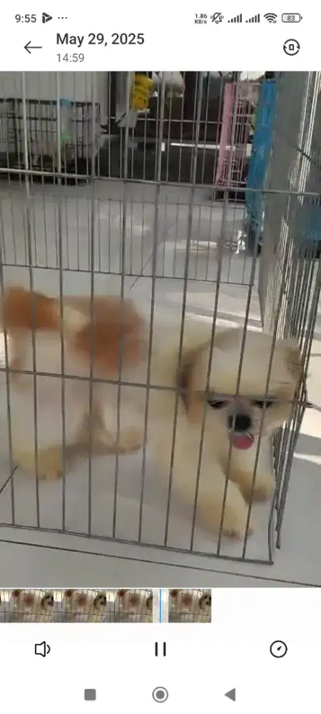 Shihtzu betina size mini