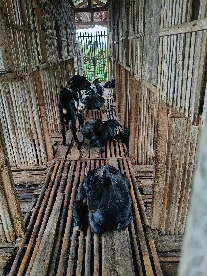 Jual kambing bandot dan kambing full hitam,kambing kendit