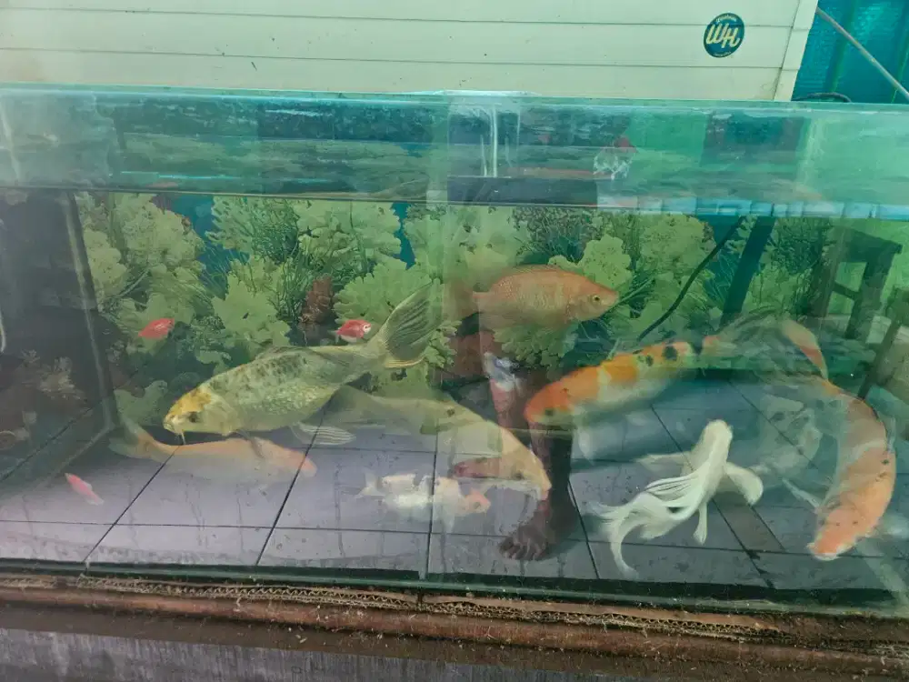 aquarium 100x40x40 dan ikan