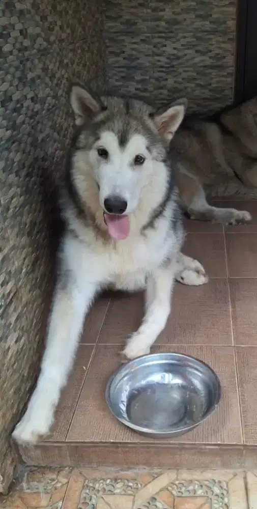 Alaskan Malamute Jantan 1.5 tahun