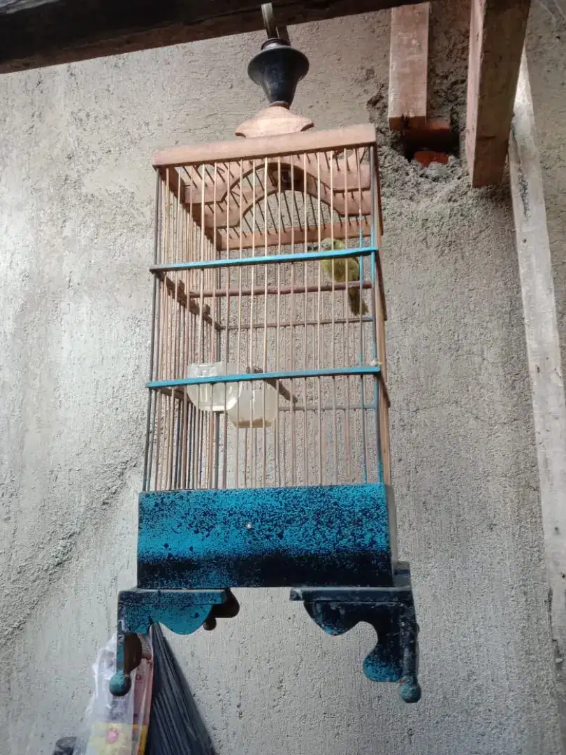 Kandang burcil bekas burung cipo