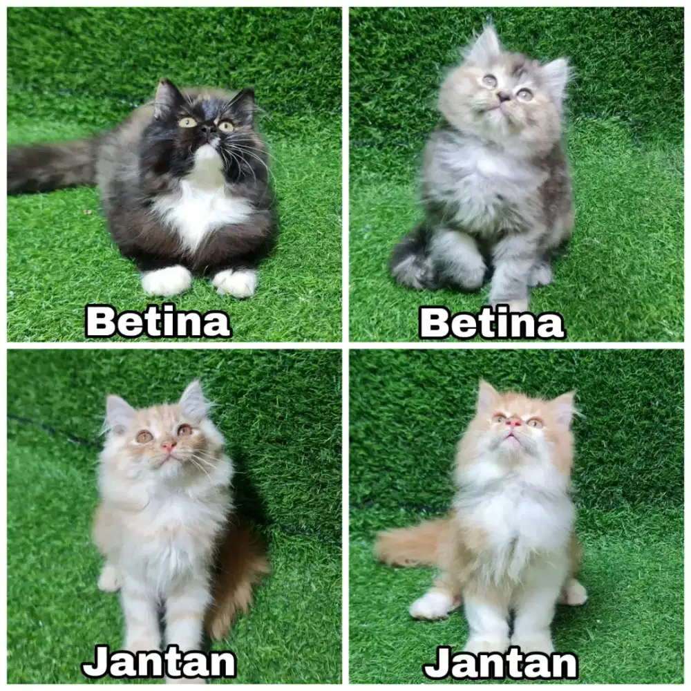 Jual anakan kucing Persia lepas adopsi kucing gemoy aktif dan sehat