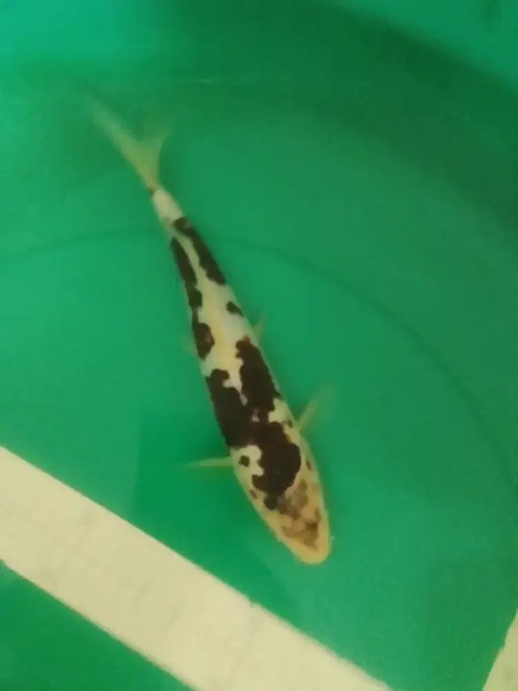 Ikan koi jenis Budo Goromo 27cm pola original unik