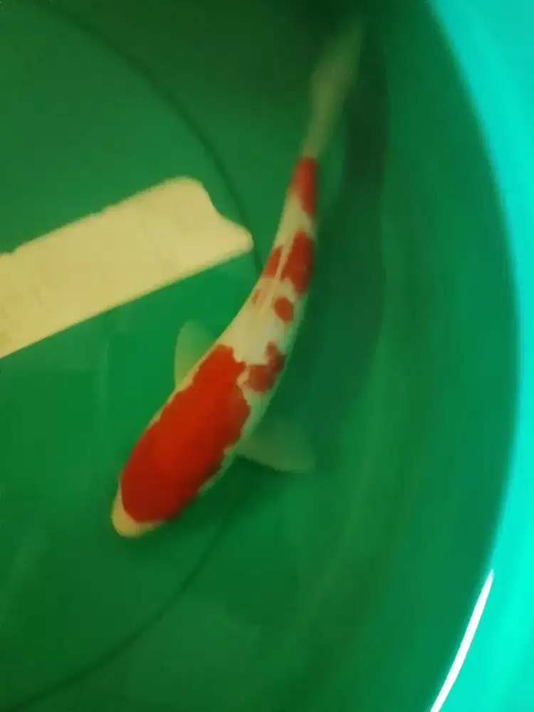 Ikan koi jenis Kohaku 32cm