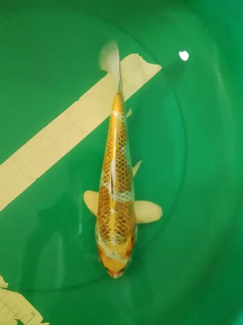 Ikan koi jenis Kujaku 33cm warna kuning..