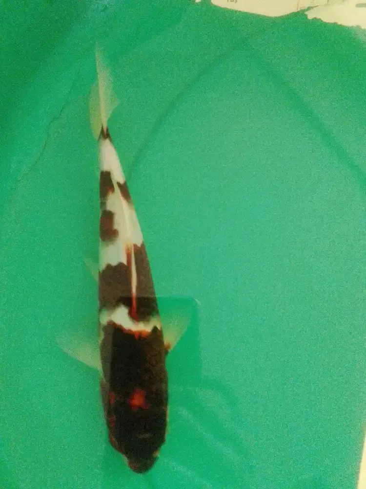Ikan koi jenis Budo Goromo 27cm