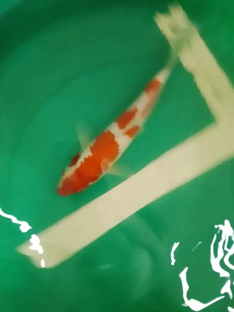 Ikan koi jenis Kohaku 33cm warna merah pola original