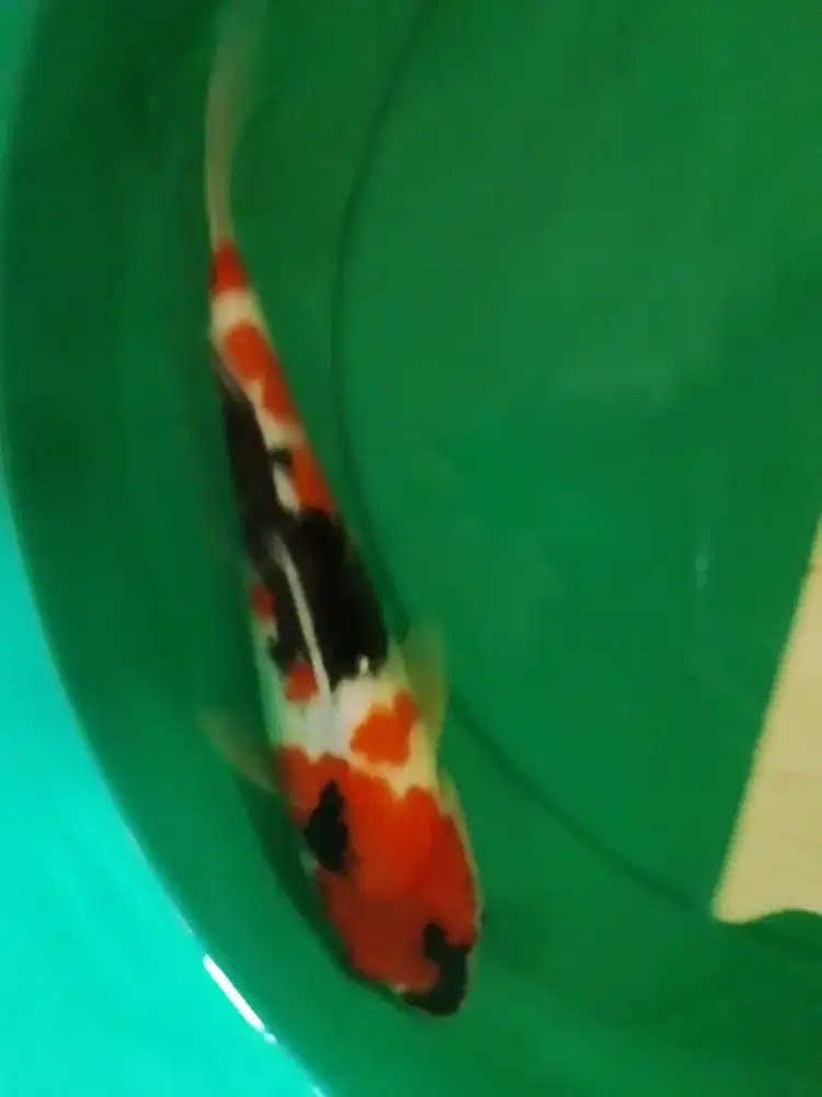 Ikan koi jenis Showa 34cm