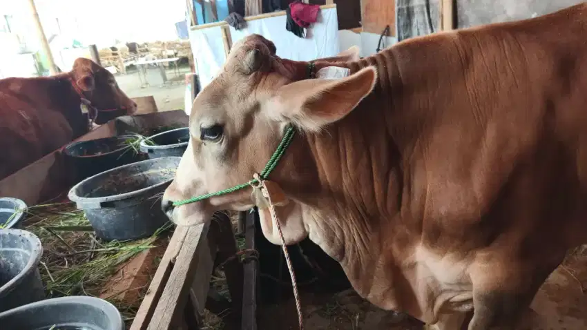 SAPI QURBAN 20 JT AN, JARANG ADA
