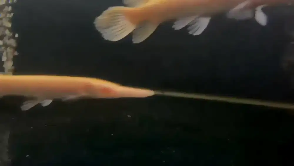 Sepatula Albino gar super yellow mata merah 20cm