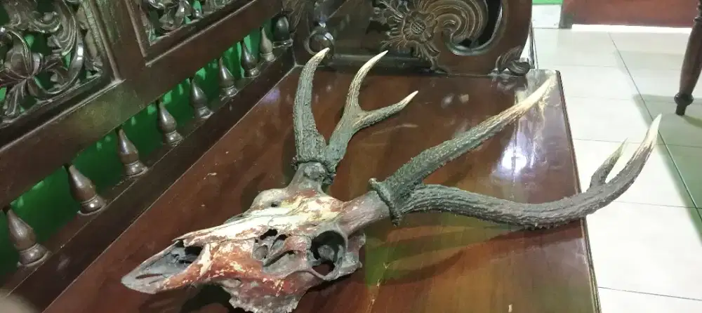 Hiasan dinding T4nduk rus4 cabang 6 original asli lawasan umur tua