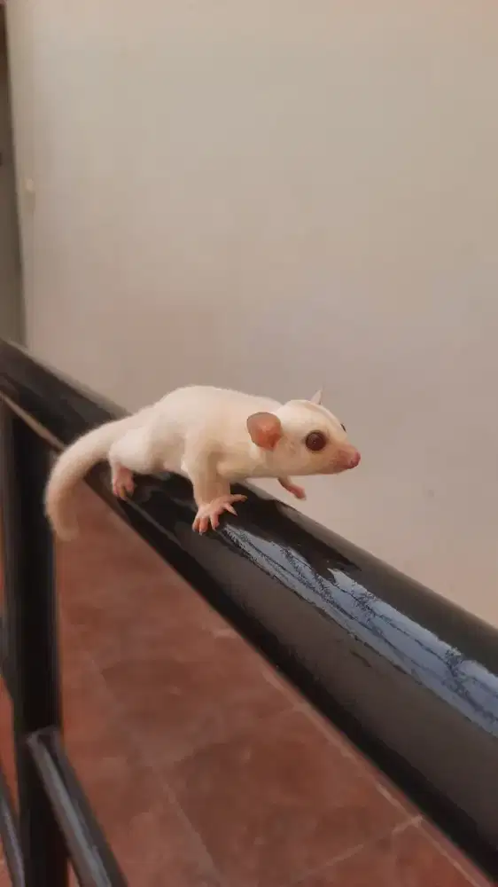 SUGAR GLIDER CREAMINO MATA MERAH