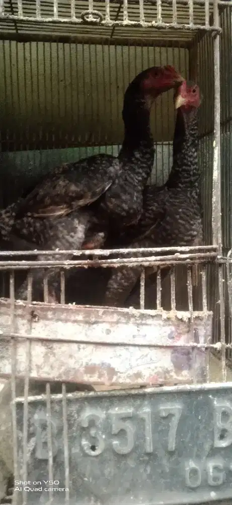 Borong ayam indiogigante cross baredrock