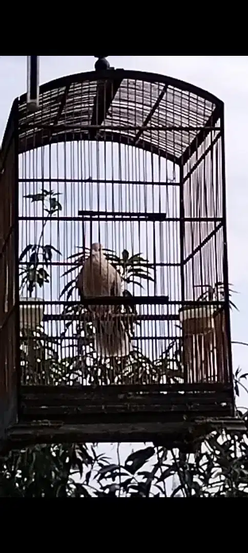 Jual burung puter pelung murah meriah