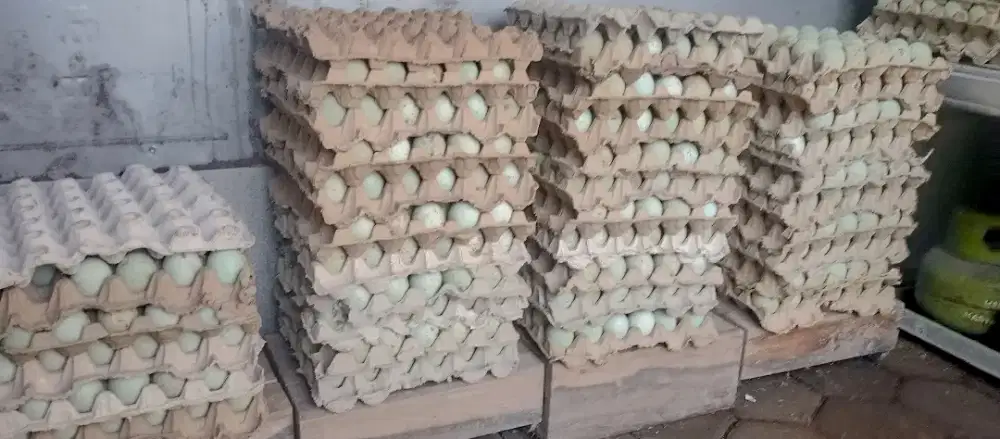 Telur Bebek Ready besar Kecil
