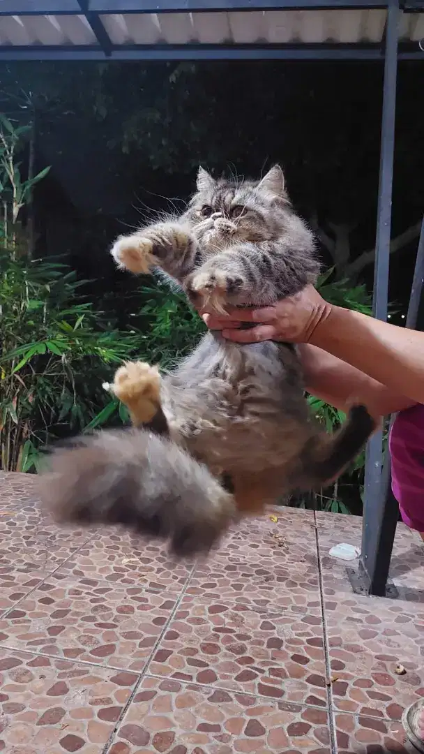 Persia flatnose longhair