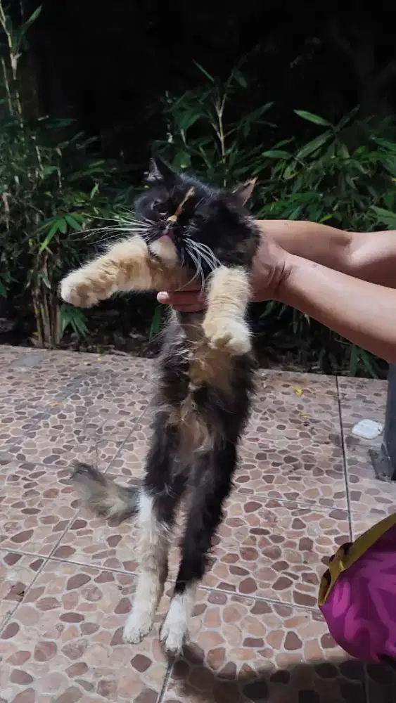 Persia flatnose shorthair