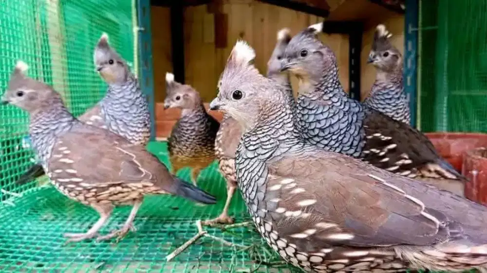 Puyuh Blue Scale Burung Hias