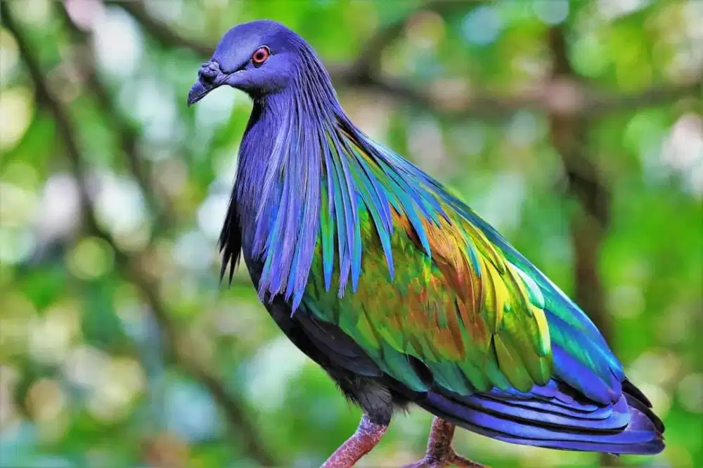 Merpati Nichobart Burung Hias