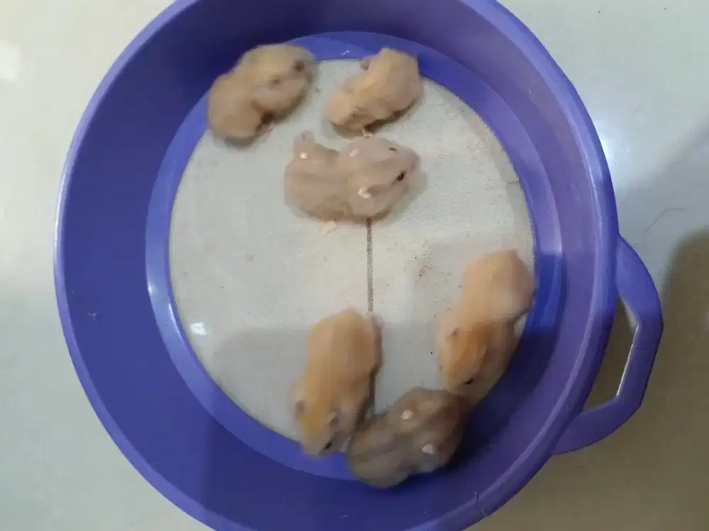 Hamster mini lucu sehat