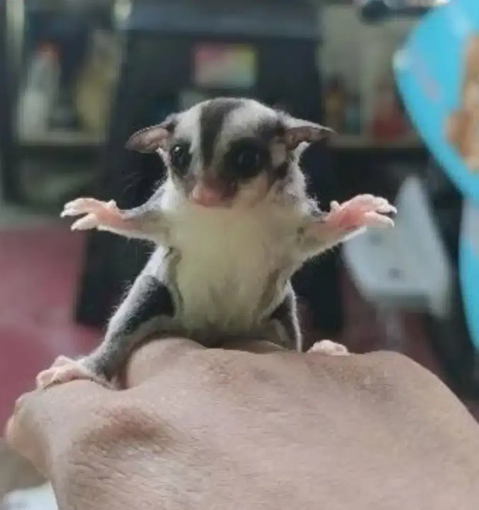 Sugar Glider jantan 1 tahun