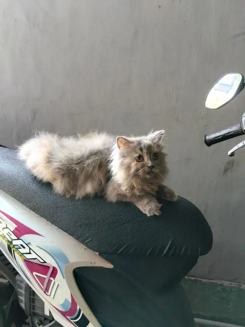 Persia ladies Longhair, minat chat WA