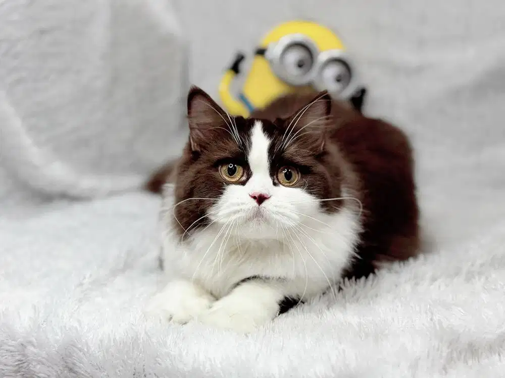 Kucing BSH Ped betina  Bico Blue WCF