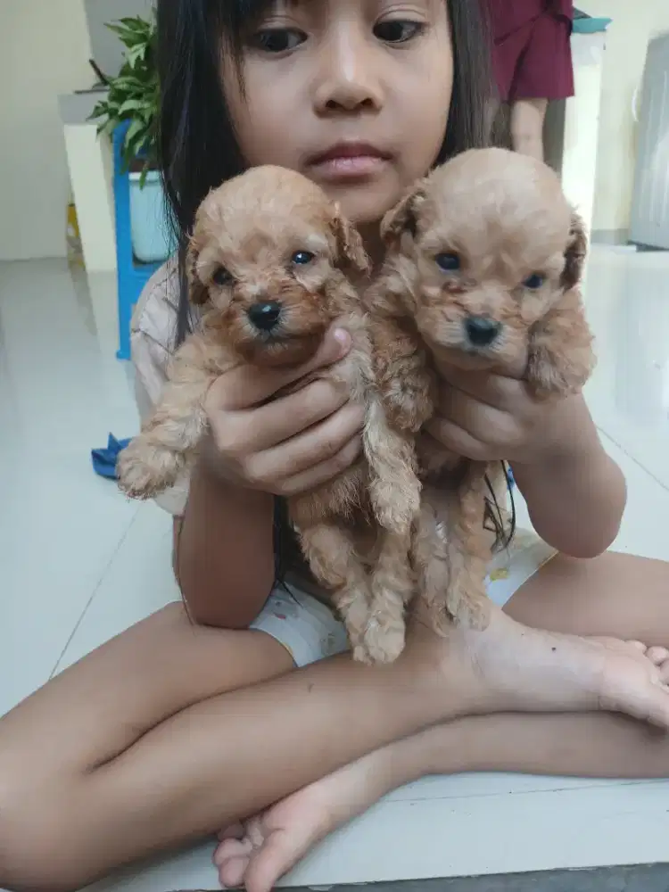 ANJING TOY POODLE STANBUM BORONG ECER NEGO