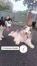 Jasa Dog walker/dog walking