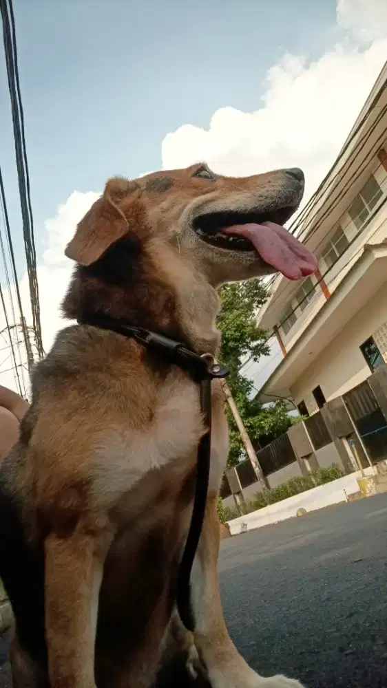 Septia pet service 