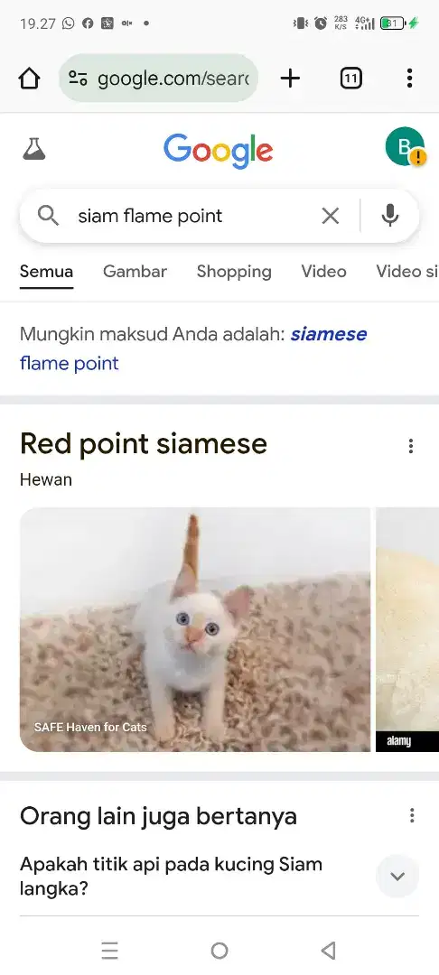 Jual kucing jenis red point siamese