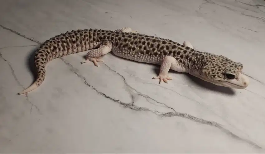 Leopard Gecko Pied het Raptor