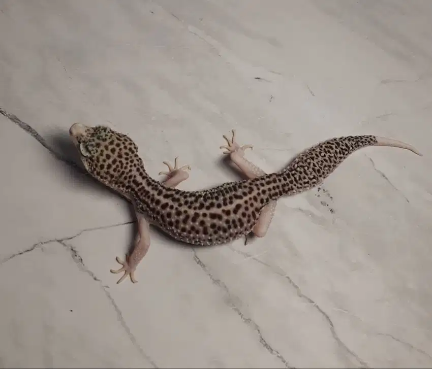 Leopard Gecko Super Snow Eclipse Pied het Tremper