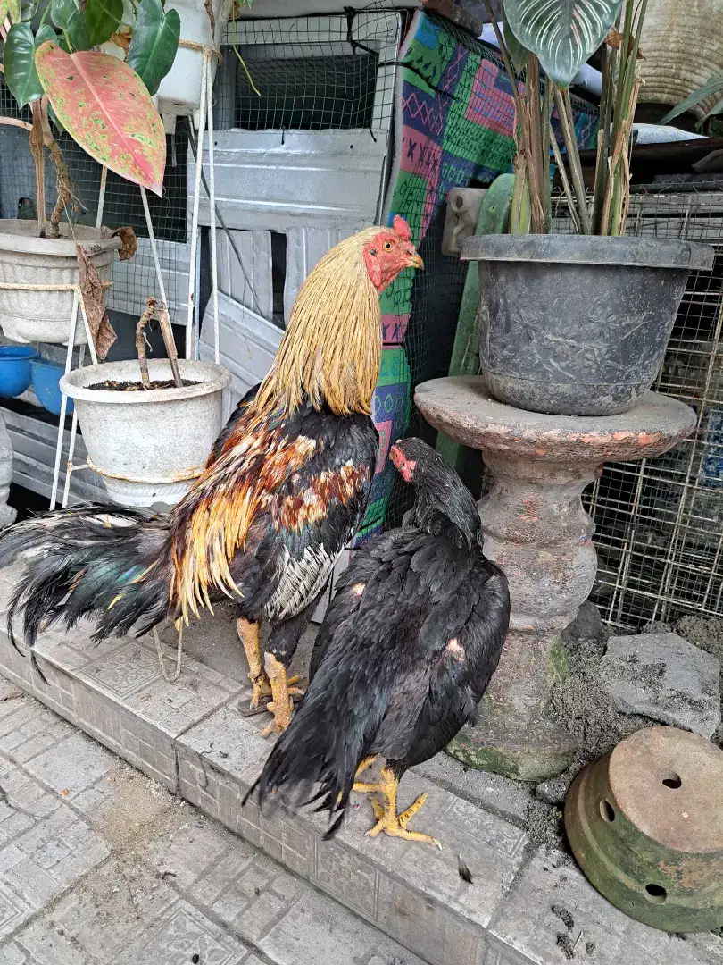 Indukan ayam siam petarung