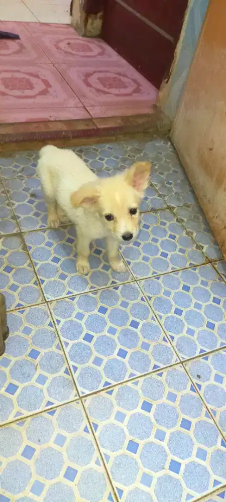 Anjing mix Chihuahua betina usia 3 bln