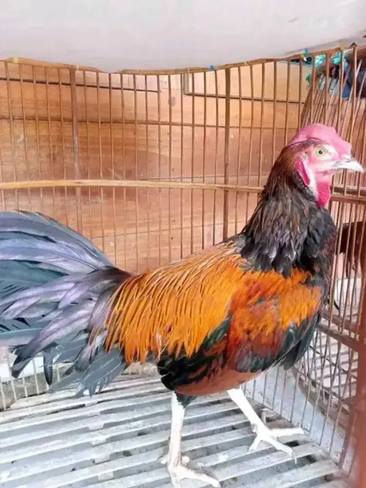 Ayam bekisar dan ay hutan hijau