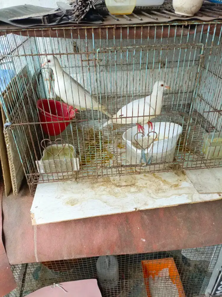 Burung puter putih sepasang anakan