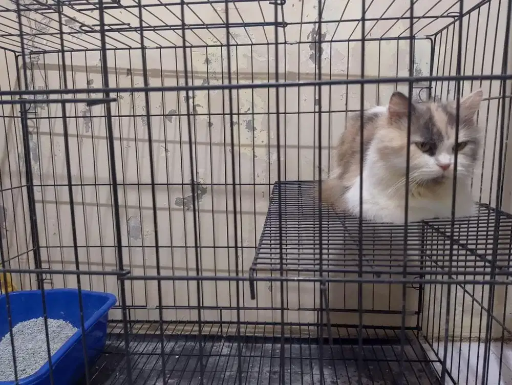 Penitipan kucing murah, penitipan kucing jogja, petshop jogja