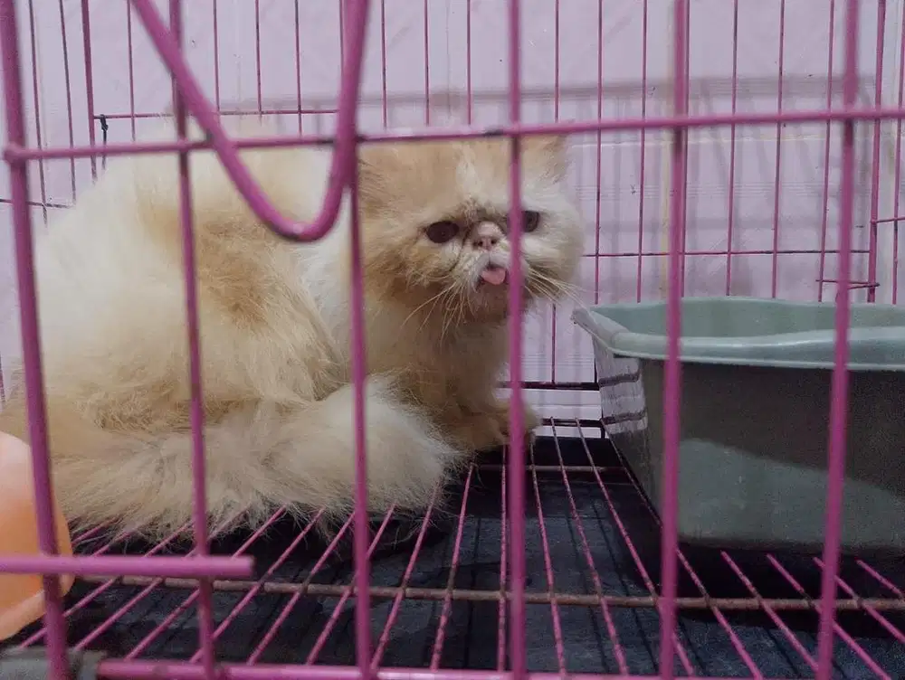 Grooming kucing jogja, grooming kucing murah, petshop jogja