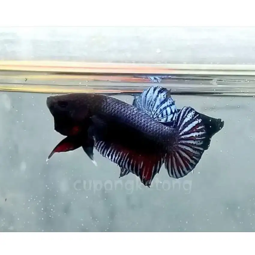 ikan MDS kualitas super