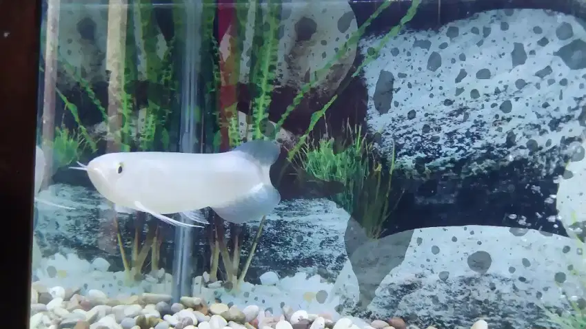 Ikan Arwana Green Pino