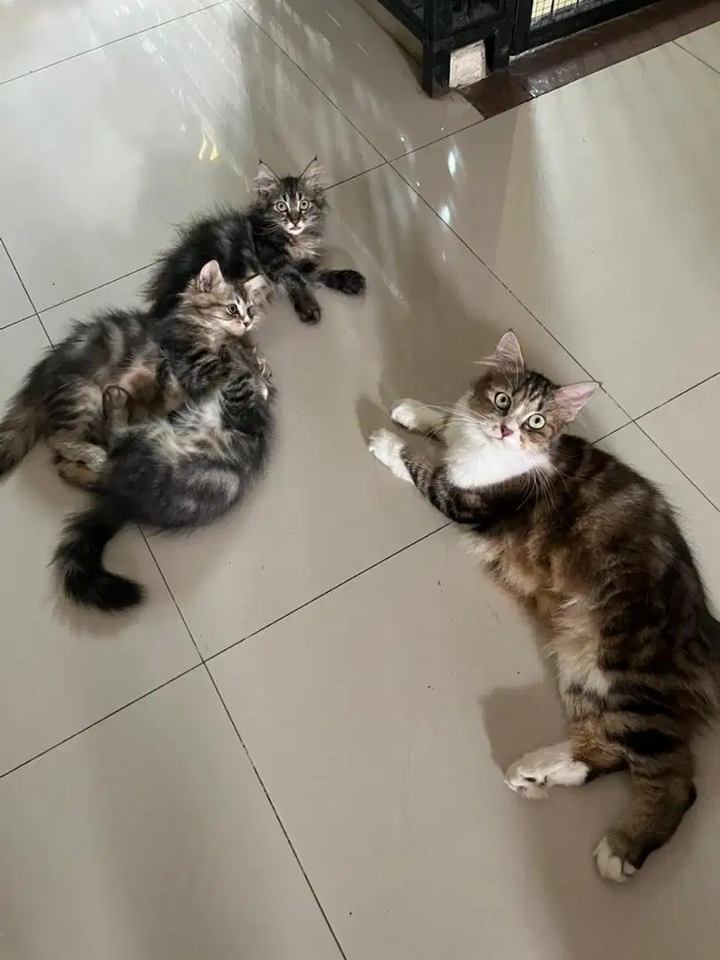 Lepas adopt Anakan persia mainnecoon non pure x persia