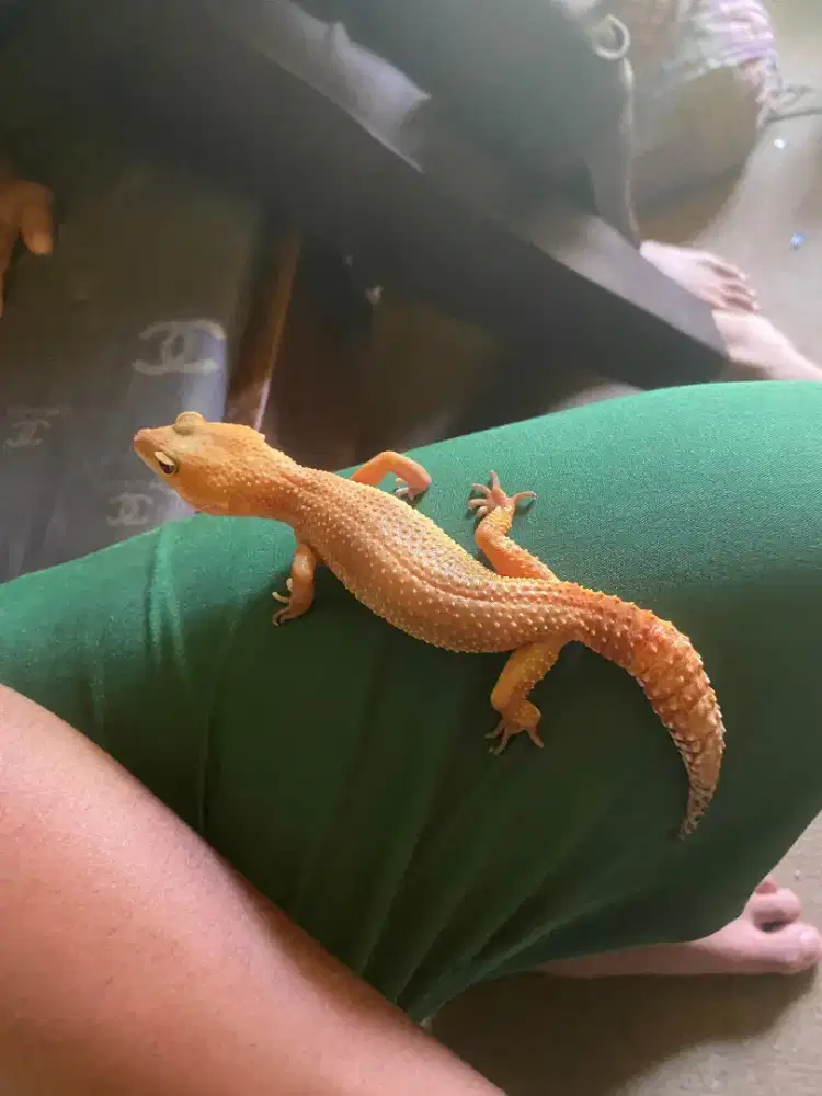 hewan gecko(oscar)+kandang