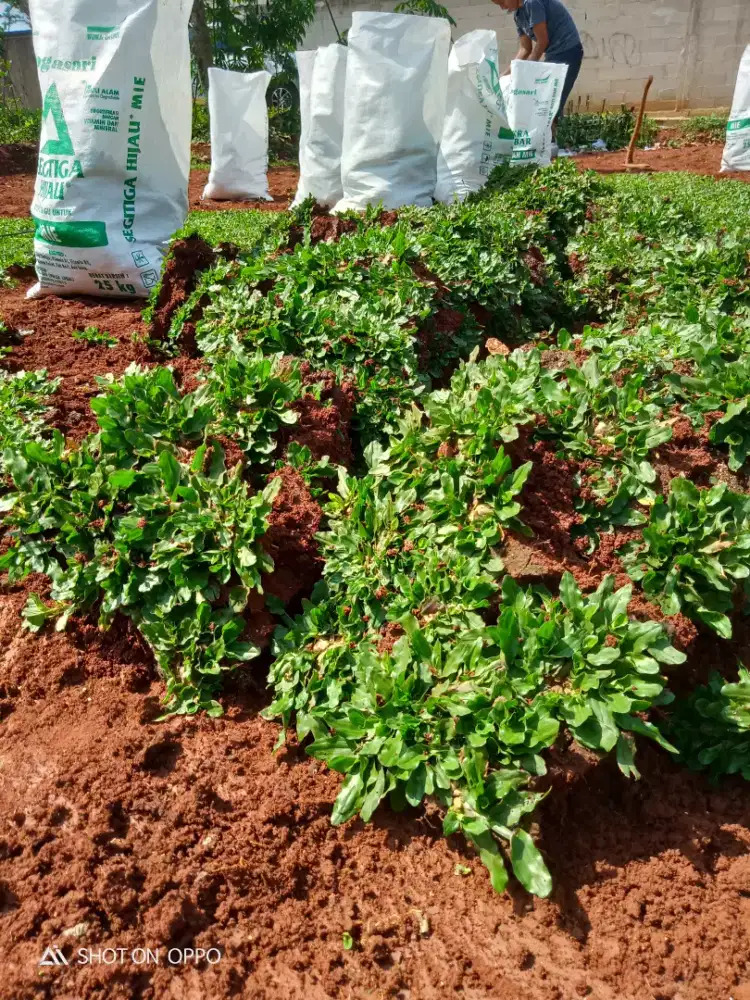 Rumput gajah mini//rumput taman