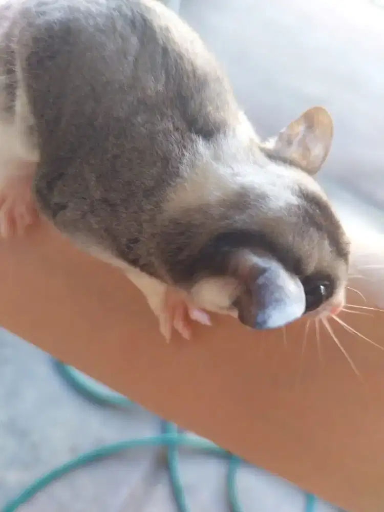 Dijual sugar glider