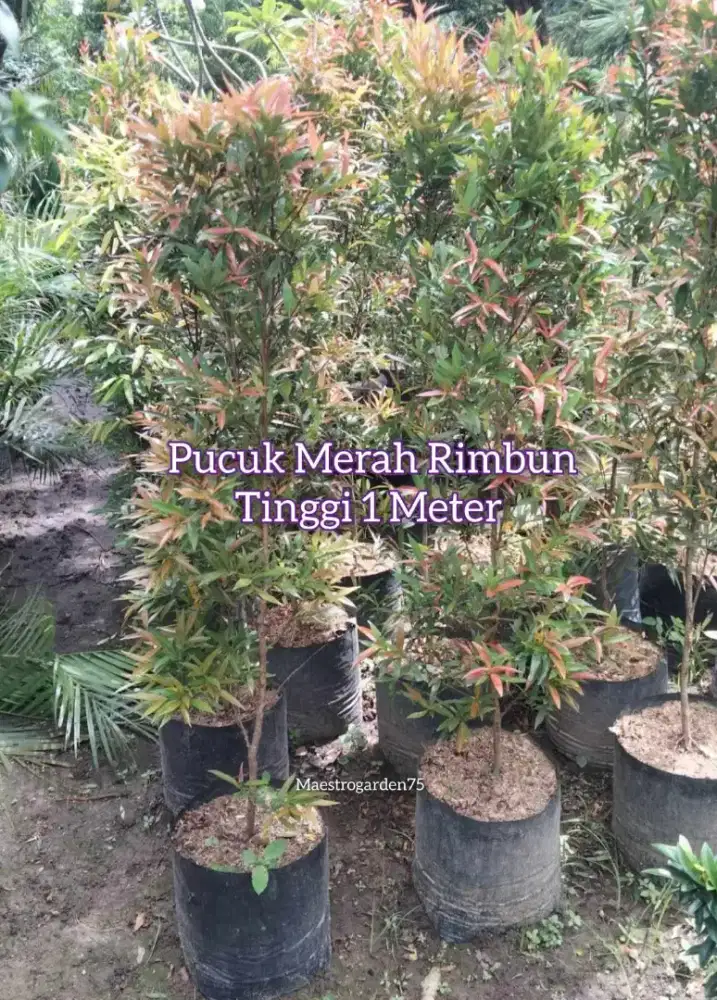 Pucuk Merah 1 Meter Rimbun